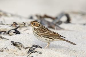 Emberiza pusilla