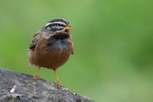 Emberiza tahapisi