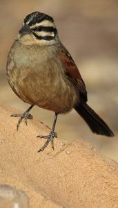 Emberiza capensis