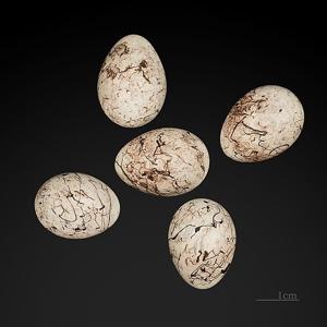 Emberiza citrinella
