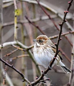 Emberiza schoeniclus