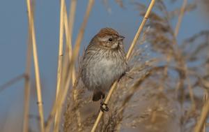 Emberiza schoeniclus passerina