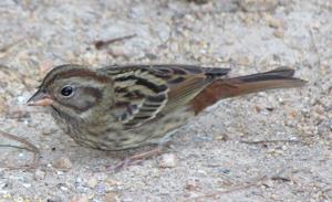 Emberiza variabilis