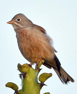 Emberiza buchanani