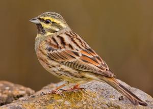 Emberiza cirlus