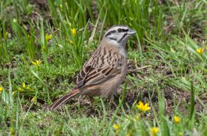 Emberiza cia par
