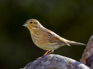 utils/thumbs/Emberizidae/Emberiza_nhYS2rZDwUELNCvsiVVtEh.jpg