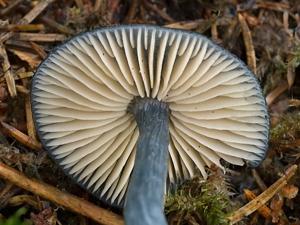Entoloma nitidum