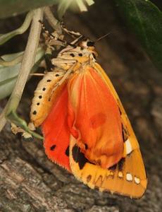 Callimorpha quadripunctaria