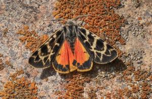 Chelis glaphyra naryna