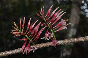 Agapetes lobbii