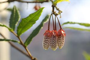 utils/thumbs/Ericaceae/Agapetes_c7rgTDsmfibk4aEKAn58a2.jpg
