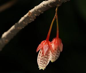 Agapetes incurvata