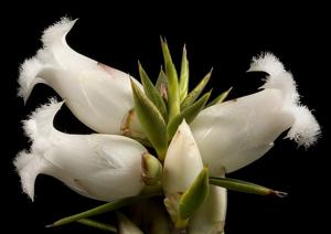 Styphelia xerophylla