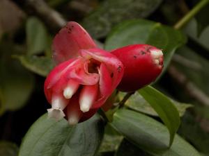 utils/thumbs/Ericaceae/Cavendishia_av5k8zVJfM3CALrfeB85AX.jpg