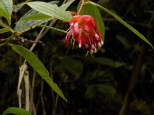 Cavendishia nobilis