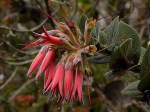 Ceratostema peruvianum