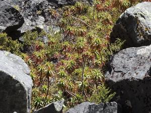 Dracophyllum menziesii