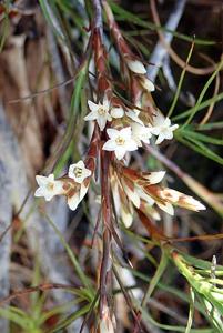 Dracophyllum ophioliticum