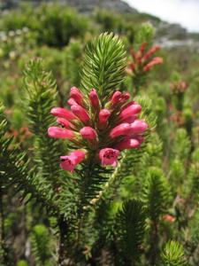 Erica abietina