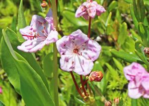 Kalmia microphylla