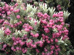 utils/thumbs/Ericaceae/Leptecophylla_bwSKs8G2kbiowLeuKBUtLQ.jpg