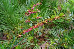 Lyonia lucida