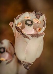 Monotropa uniflora