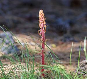 Pterospora andromedea