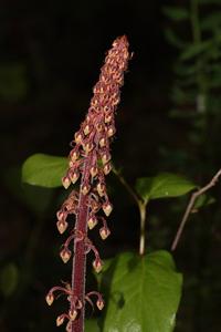utils/thumbs/Ericaceae/Pterospora_iQvJoSdWyu2FneQyiZnZ6z.jpg
