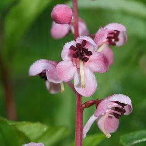 Pyrola asarifolia subsp. incarnata