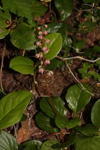 Pyrola asarifolia