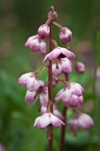 Pyrola asarifolia