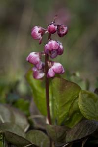 Pyrola asarifolia