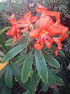 utils/thumbs/Ericaceae/Rhododendron_MSdP8KKJSHMaZ7D8iBa93f.jpg