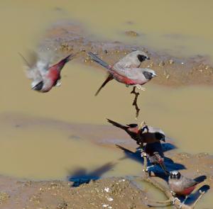 Brunhilda erythronotos