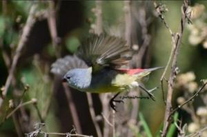 Coccopygia quartinia