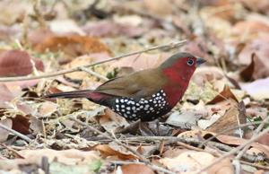 Hypargos niveoguttatus