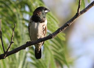 Spermestes cucullata