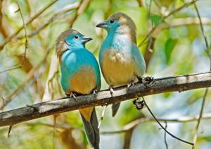 Uraeginthus angolensis