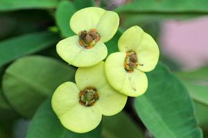 utils/thumbs/Euphorbiaceae/Euphorbia_5z8NDPHcdn72KV7aAWYxwW.jpg