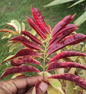 utils/thumbs/Euphorbiaceae/Excoecaria_3ggPH296mJVTACkerSBJtF.jpg
