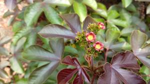 utils/thumbs/Euphorbiaceae/Jatropha_4AaEwPoV8d5jLNDSYA79K6.jpg