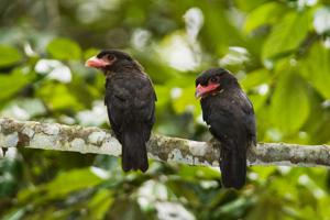Corydon sumatranus
