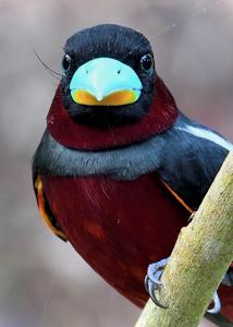 Cymbirhynchus macrorhynchos