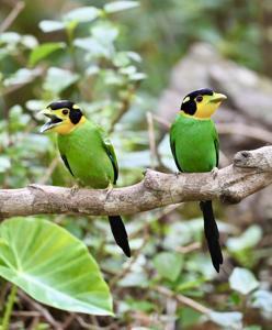 Psarisomus dalhousiae