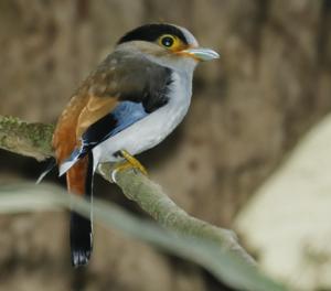Serilophus lunatus