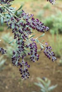 utils/thumbs/Fabaceae/Ammodendron_nstzAvsXzPgD6VcLkekx3r.jpg