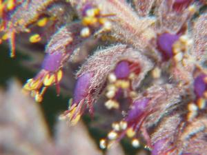utils/thumbs/Fabaceae/Amorpha_KxsPTzMwUvgfT8vXEjZmpZ.jpg