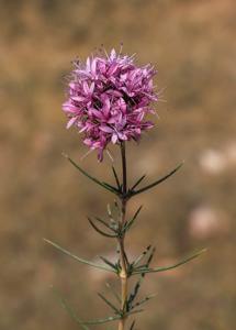 utils/thumbs/Fabaceae/Anarthrophyllum_eW4xn4GkBkQHa2Z5kLxkxg.jpg